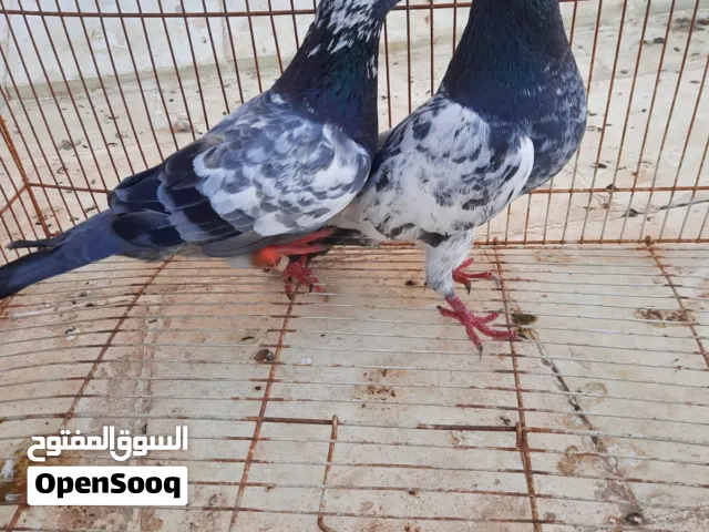 للبيع حمام قلابي العدد 15اقرأ الوصف