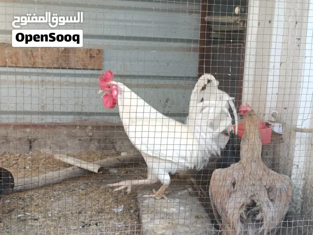دجاج عرب ابصحه جيده للبيع