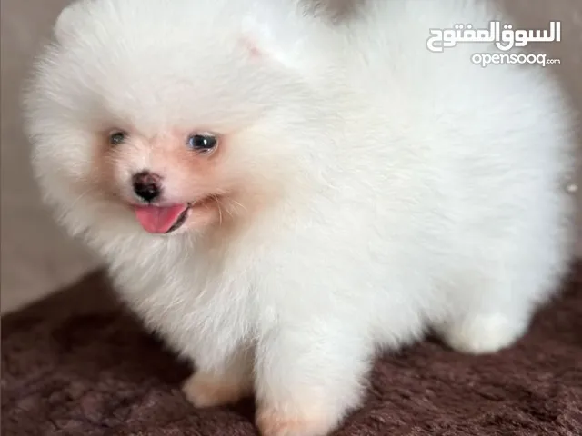 بومارينيان تيكب أصغر حجم مستوى عالي جدا pomeranian t_cup