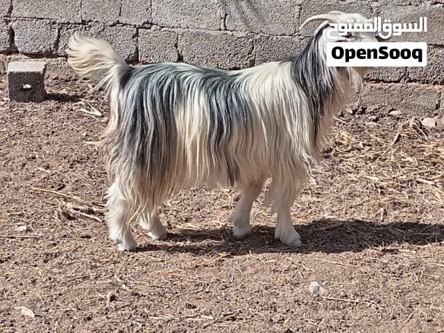شاه من سلالة الرحبي