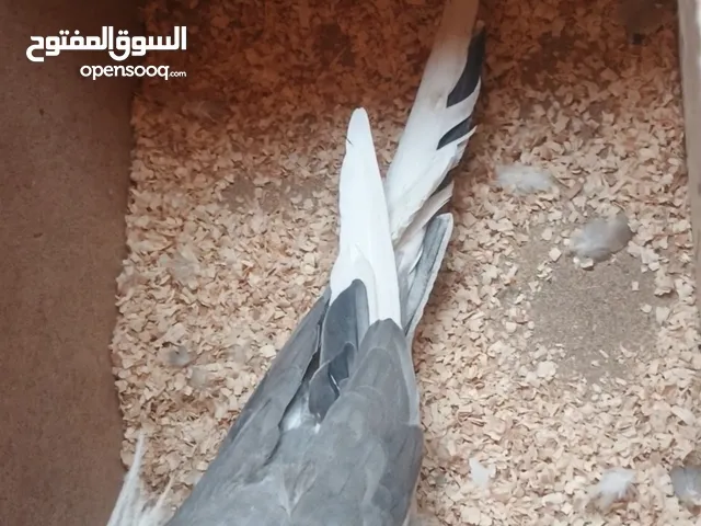 جوز كوكتيل انضيف واليف