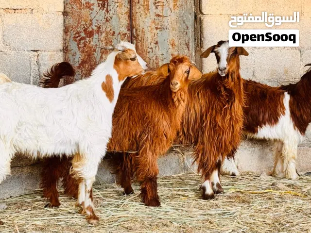 حلال للبيع