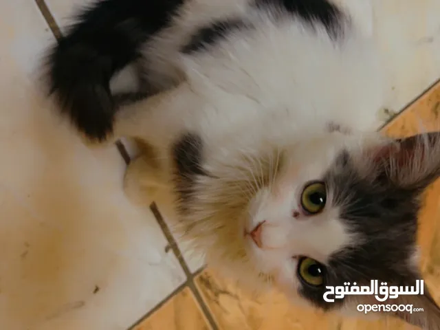 Free adoption persian kittens