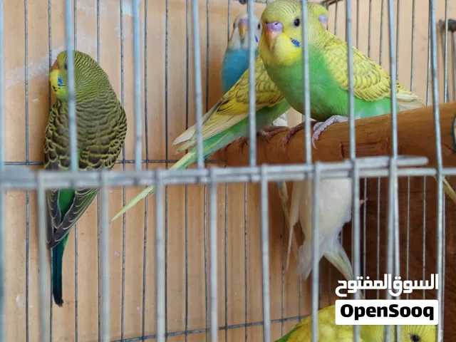 زغاليل استرالي فوااتح