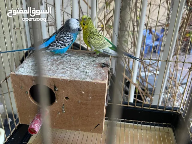Cage for birds