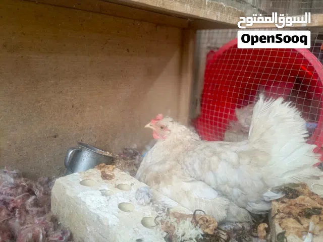 ديج ودجاجه  وصف