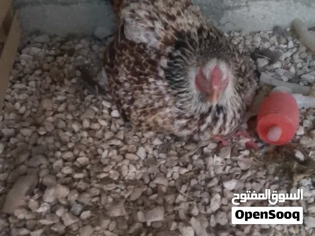 جاج باكستاني على الماني زجاج بندوق با كستاني كامل شغال ب اذن لله