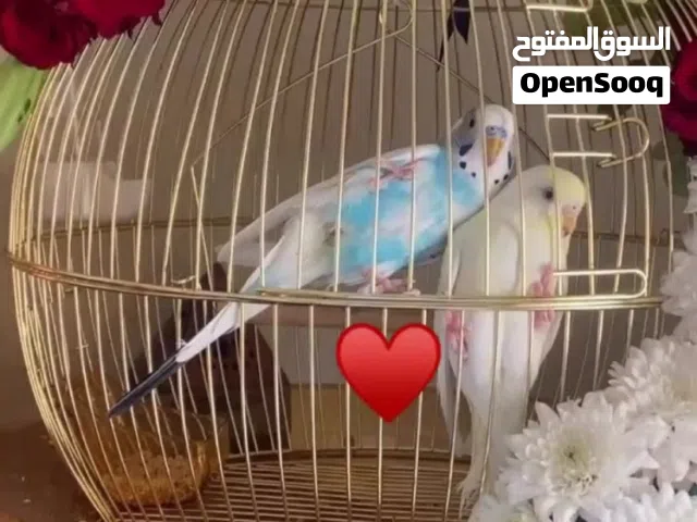 عصافير الحب عدد 2 مع قفص ملكي