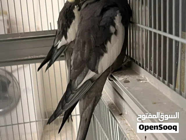 طيور كوكتيل مع 4 فراخ وبيض (سعر حرق)