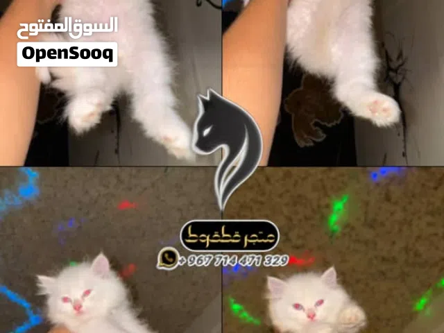 انثئ هملايا اورنج خفيف بلو ايز