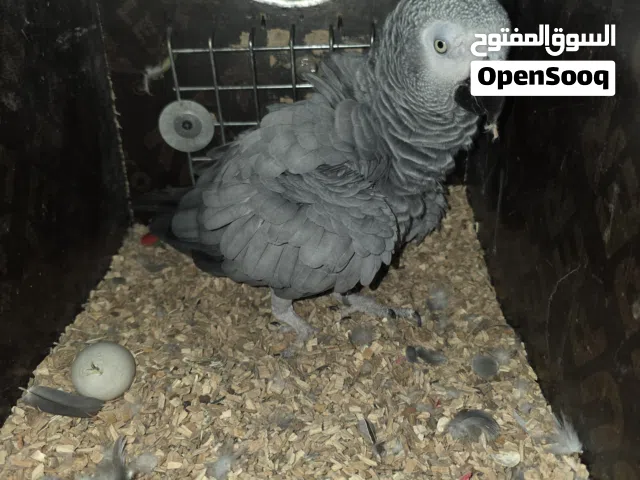 زوج كاسكو فوق 5 سنوات
