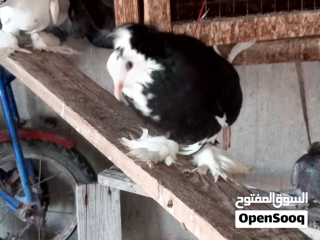 ذكر هنقاري سخون يقر و يفرش ربي يبارك