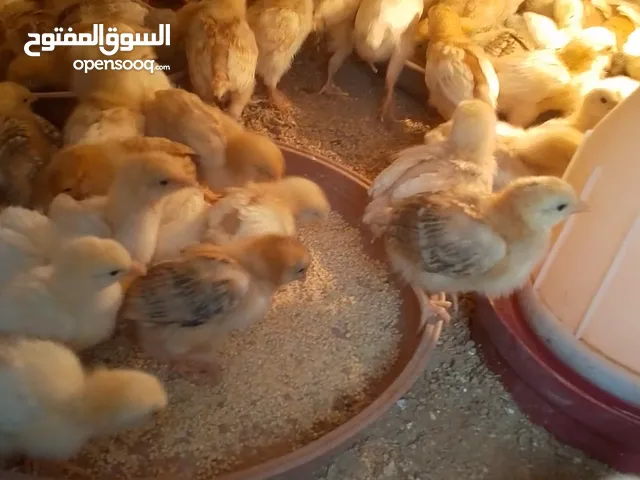 صوص لوهمن وبلدي