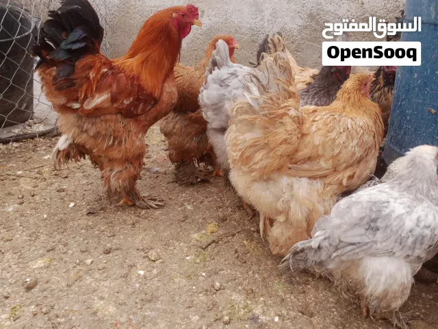 بيض براهما مخصب من اهالي عمالقه سلاله طيبه باذن الله