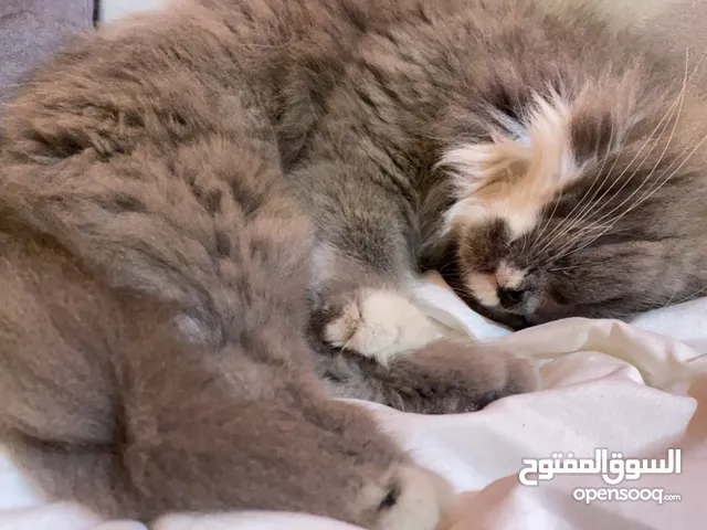 قطه للبيع قابله للتفاوض