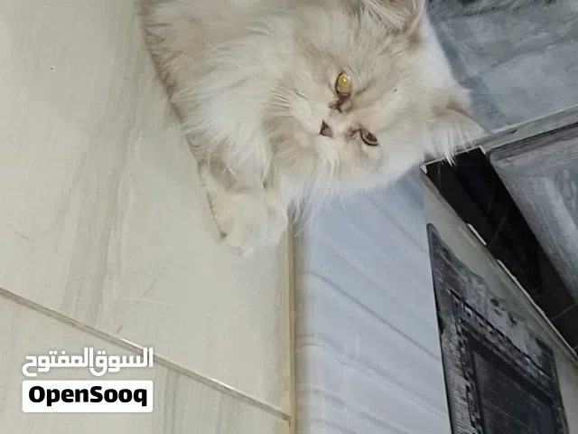 ذكر و انثتى متجاوزات جداد ول انثى حامل  ماخذين كل مطاعيمهم الذكر هملايا حرك جدآ ولعوب عمرو9اشهر