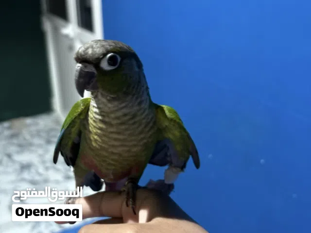 الببغاء كنيور