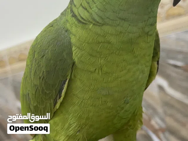 ببغاء امزون يلوناب فرخ حلقه 25