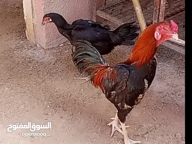 دجاج للبيع