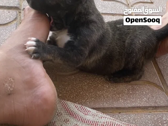 جراوي بيتبول امريكي العمر 40 يوم