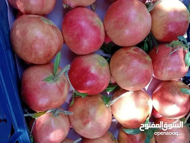 مصري درجه اولى
