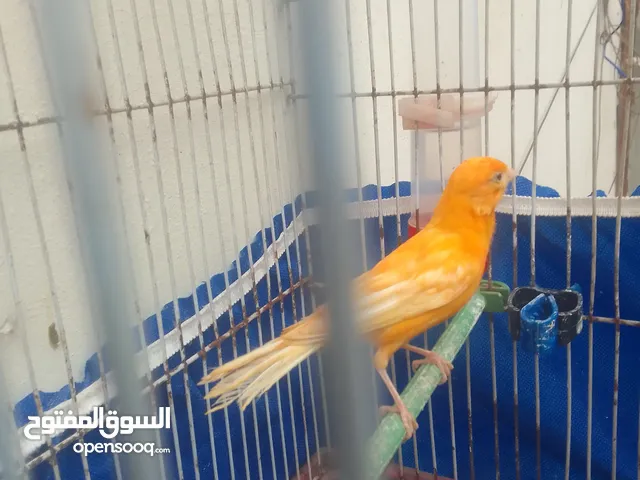 جوز كنار شغلات 20 دينار ومخلف جزري 15 دينار اقرا الوصف والمنشور كويس قبل ما ترن او تبعث