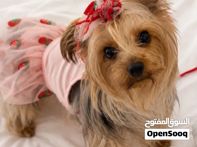 يورك  شاير
