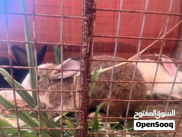 ارانب ذكروأنثى محصنات