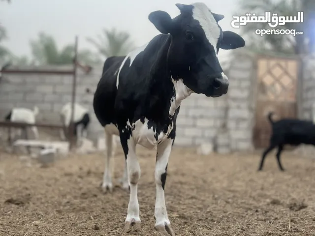 بجاير سترالي