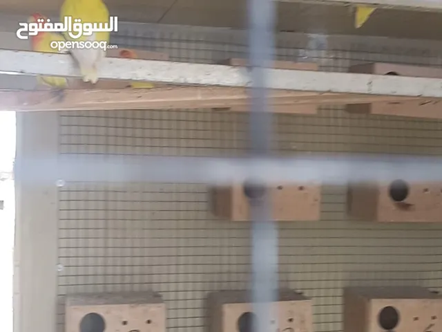 طيور لاف بيرد LoveBirds