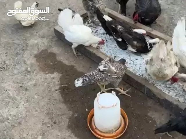 للبيع دجاج سندي باكستاني