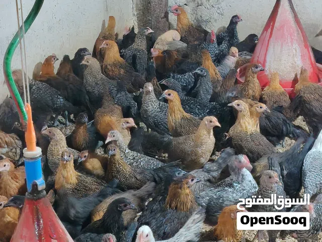 فرخات بلدي وفيومي عمر 3 شهور للبيع