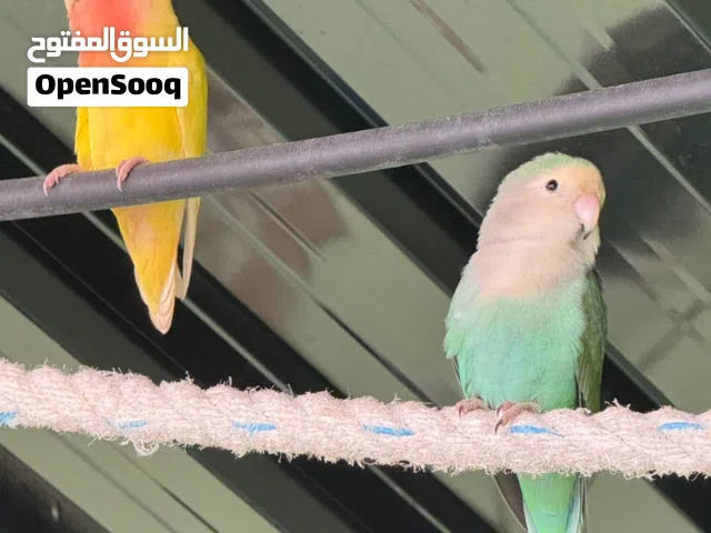 زوج روز منتج
