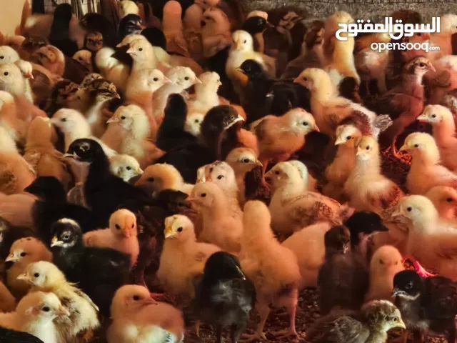 للبيع صيصان هجين عماني على فرنسي فيه نسبة قوية من الفرنسي الحبه 300 بيسة العمر قريب شهر