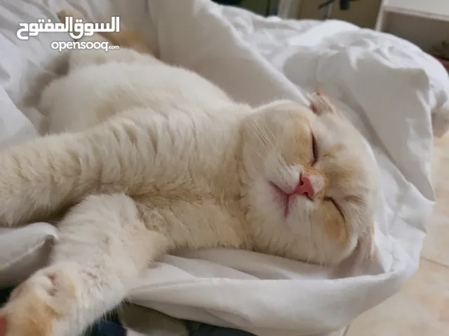 ذكر سكوتش فولد نادر للبيع (السعر قابل للتفاوض) _ الرياض و المجمعه التواصل واتساب فقط