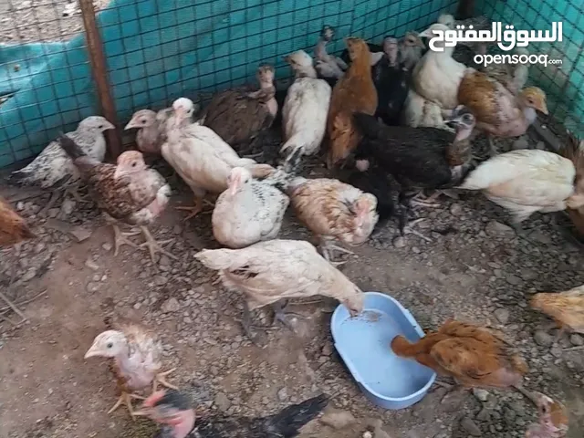دجاج هجين فرنسي عماني