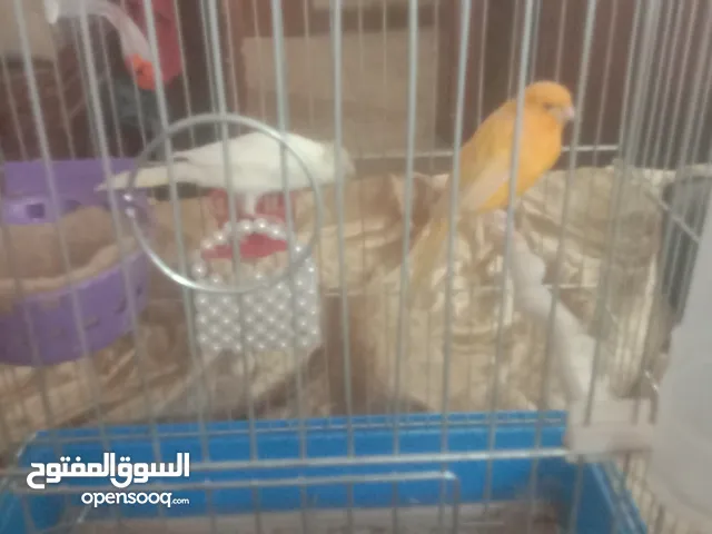جوز عصفور كناري
