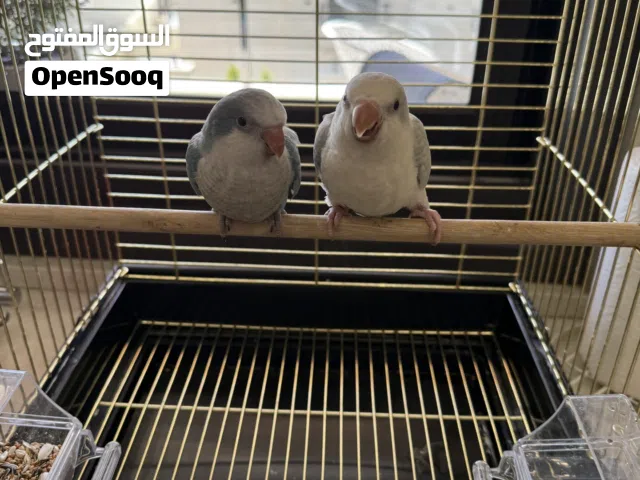 ببغاء كويكر للبيع