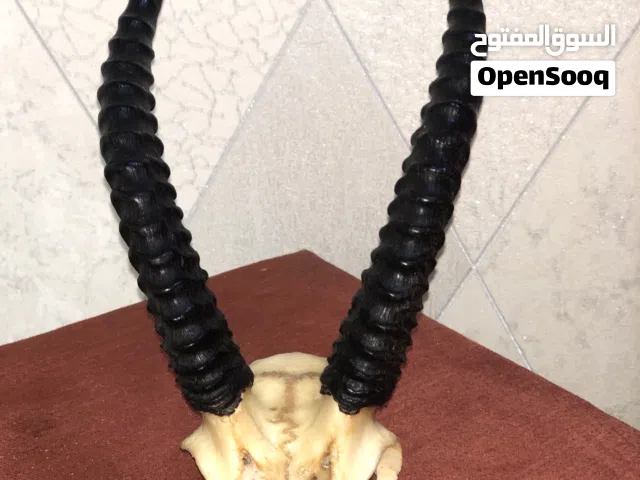 قرون غزال حجم كبير