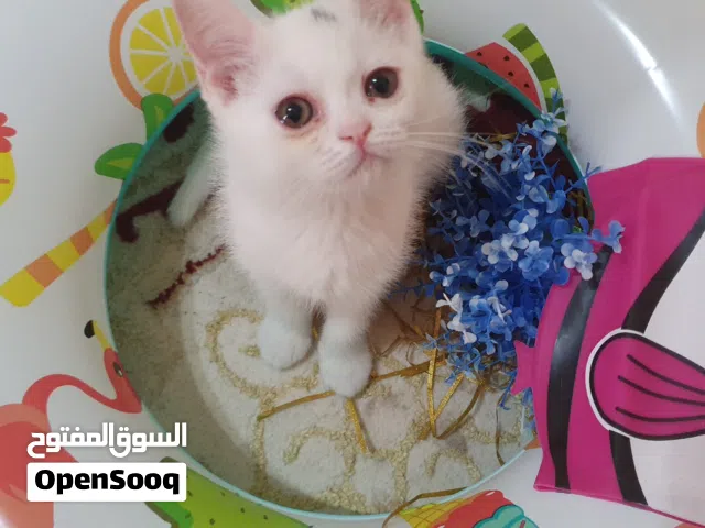 للبيع قطة جميله بصحه ممتازه