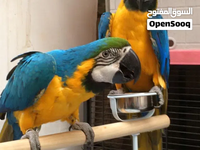 Pair of Blue and Gold Macaw Parrots