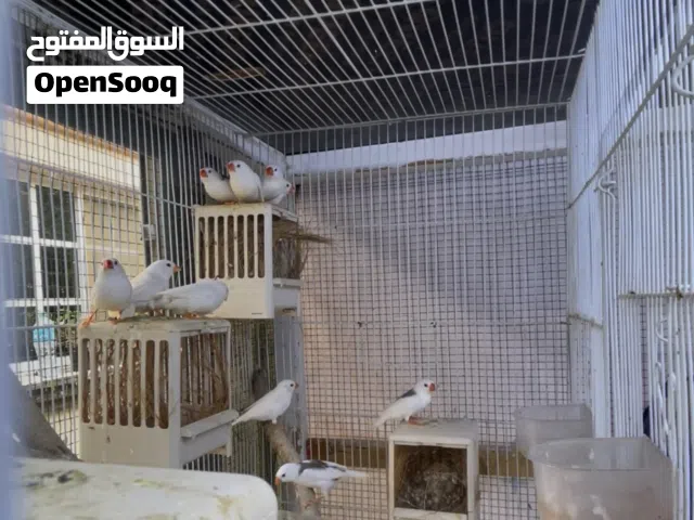 زيبرا برقان