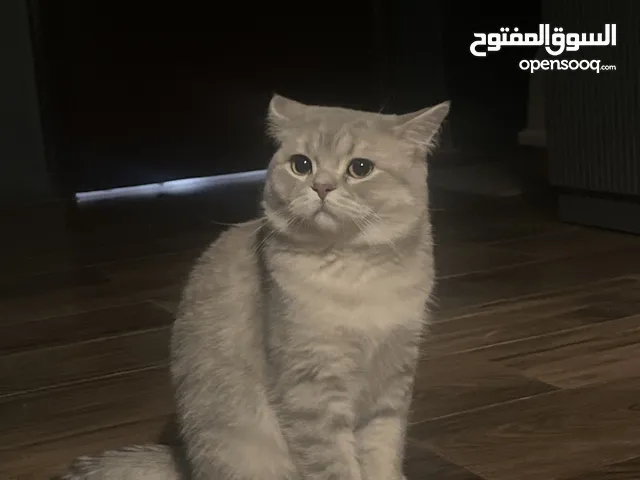 سكوتش ستريت وسيامي