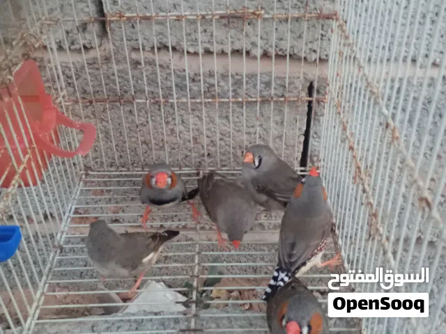 الله يبارك  ثلاث ازواج زيبرا غليظه  البيع بدون قفص  السعر 100مع بعض المكان مصراته
