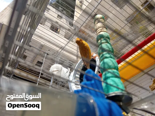 جوز كنار ماوردي