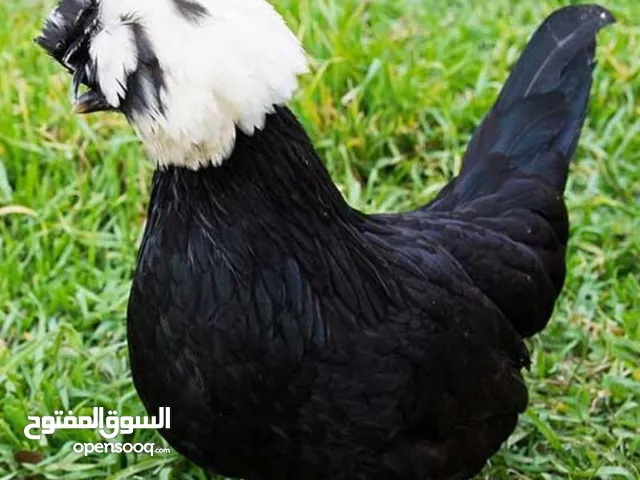 دجاج اسباني وفيومي للبيع بالعماره