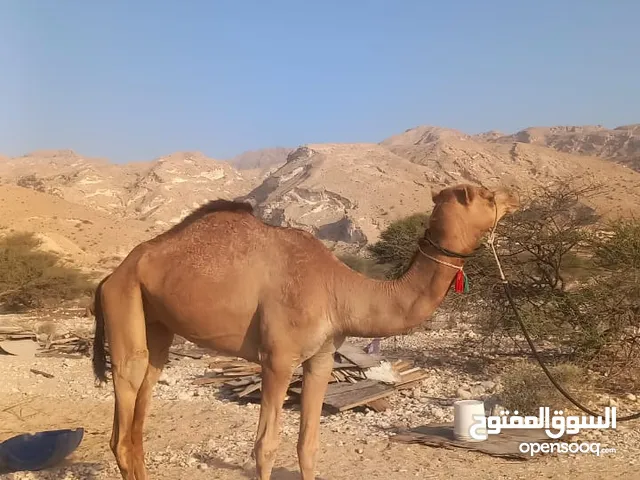 للبيع بكرة باطنيه حمراء