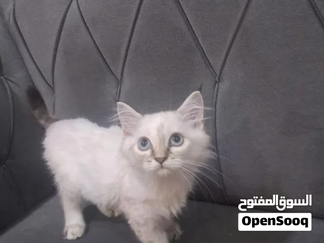 للتبني قطة العمر 4 شهور