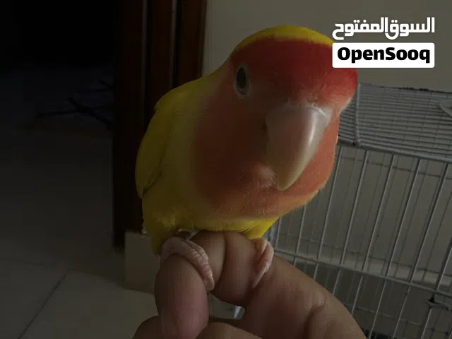 أقرأ الوصف مهم