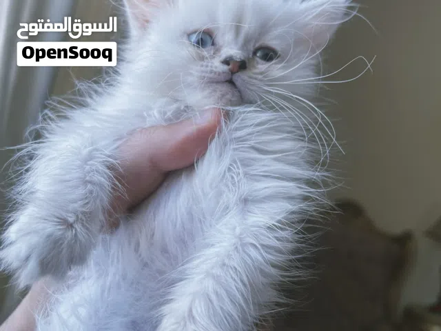 Himalayan Femaleهيمالايا انثى
